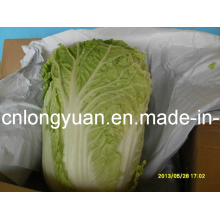 Chinese Fresh Cabbage in Carton